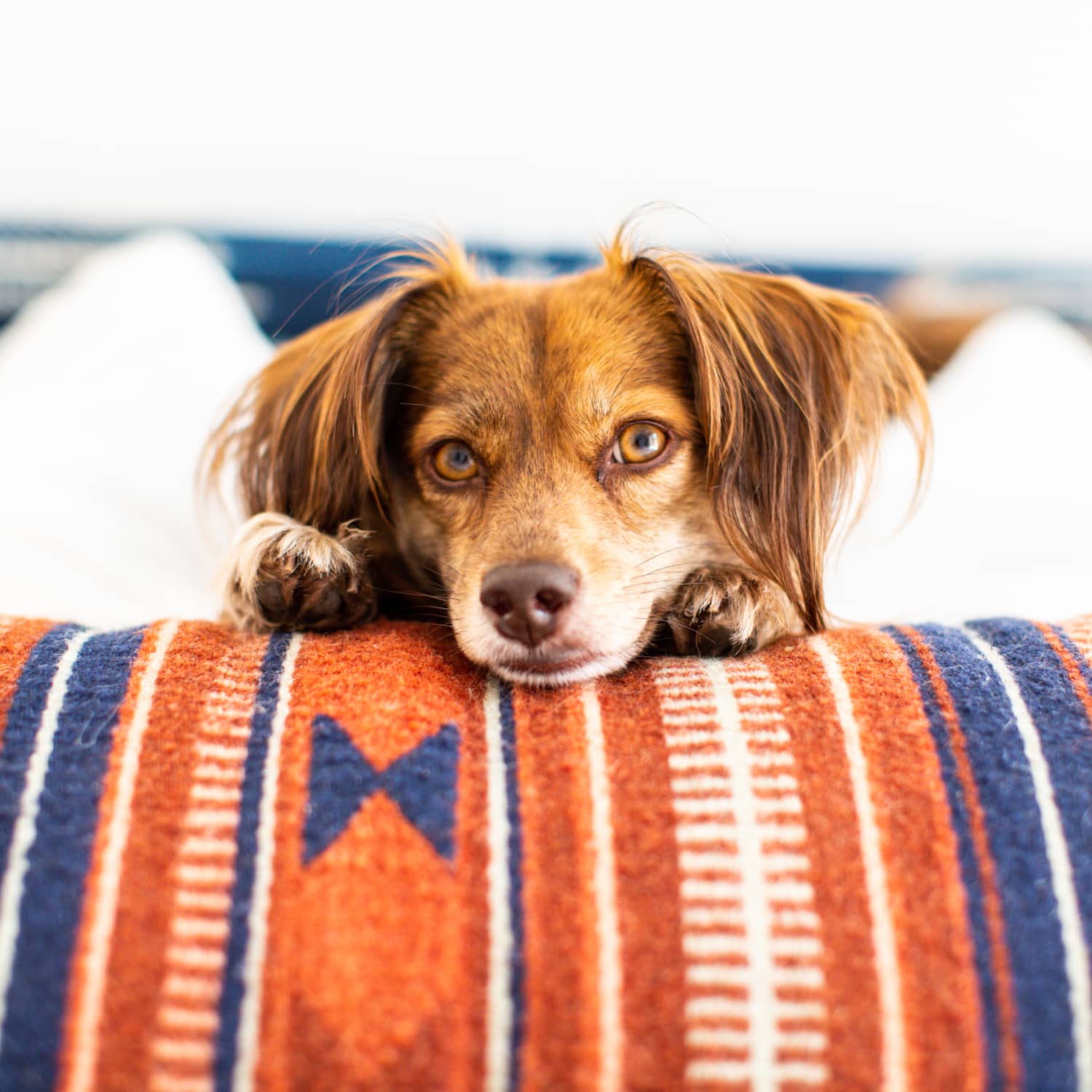 Pet calming bed reviews top